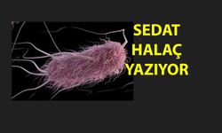 Mahkemelik Bakteri; Escherichia Coli