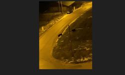 Aç kalan domuzlar şehre indi