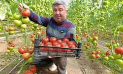 Simav'da yetişen 'coğrafi işaretli' Eynal domatesi pazarlarda ilgi görüyor