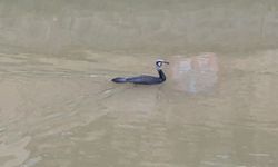 Karabatak Porsuk'ta Balık Avında