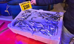 Bu sezon balık tezgahlarının gözdesi sardalya oldu