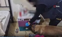 Zehir  Ticaretine Büyük Darbe: 19 Gözaltı