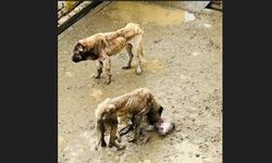 Bozüyük'teki barınakta aç kalan köpekler birbirini yedi