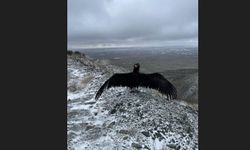 Hayvanat Bahçesi’nden Yaban Hayatına Umut