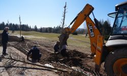 Sazova’da Çınarlar Toprakla Buluşuyor