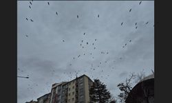 Leyleklerin gökyüzündeki dansı