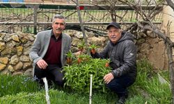 Bu laleleri gözleri gibi koruyorlar