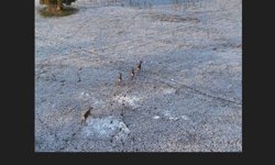 Karla kaplı dağlarda koşuşturan geyikler dronla görüntülendi