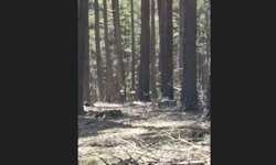 Geyik sürüsü amatör kameraya yansıdı