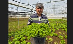 Tarlada 15 TL olan marul tezgahlarda 100 liraya satılıyor