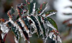 Meteorolojiden zirai don uyarısı