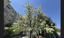 Çiçek açan armut ağacının güzelliği