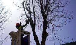 Tepebaşı’nda Budama Çalışmaları Sürüyor