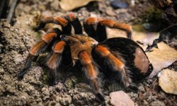 Hayvanat Bahçesi’ne 30 Yeni Tür