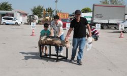 Odunpazarı’ndan Ücretsiz Ve Hijyenik Kurban Kesim Hizmeti