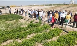 Tarla Gününde 15 farklı çeşit üreticiyle buluşacak