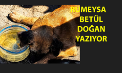 Toplumsal Çürümenin Resmi