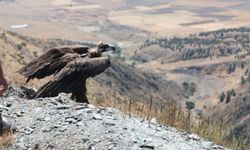 Kara Akbabanın Yaşam Alanları Uyduyla İzlenecek