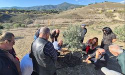 Büyükşehirden Zeytin Üreticilerine Uygulamalı Eğitim