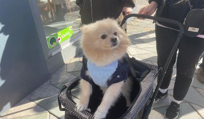 Köpeğini bebek arabasıyla gezdiriyor