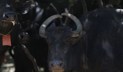Boynuzları kalp şeklinde olan manda dikkat çekiyor