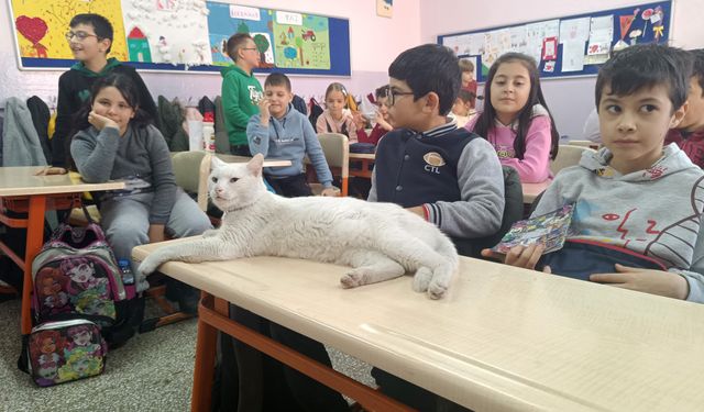 Eskişehir'de Okullu Kedi Çakıl