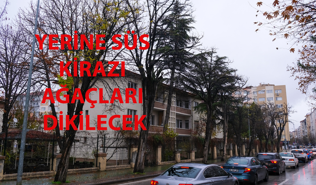 Çürüyen Ağaçlar Kaldırılacak