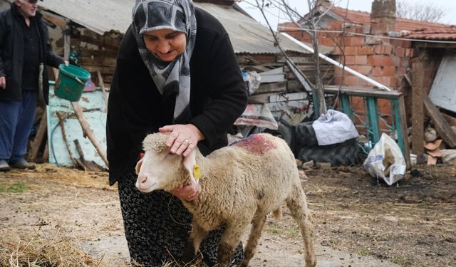 Küçükbaş Hayvanlar Hak Sahiplerine Teslim Edildi