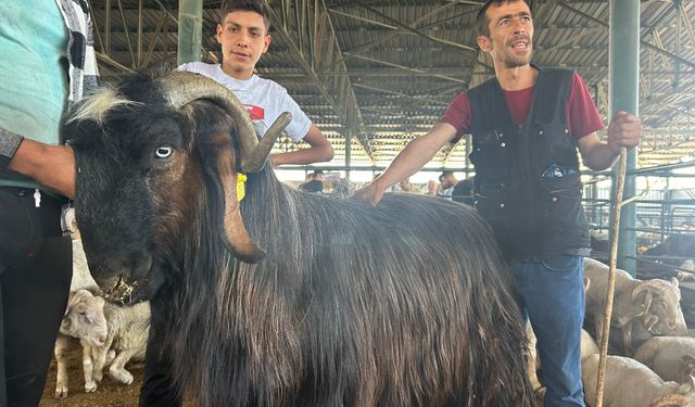 Danalara rakip olan keçi yurt dışına satıldı