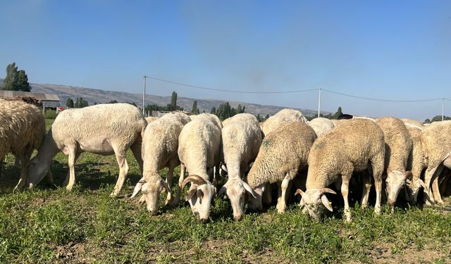 30 dekar maydanoz tarlasında koyunlar otluyor