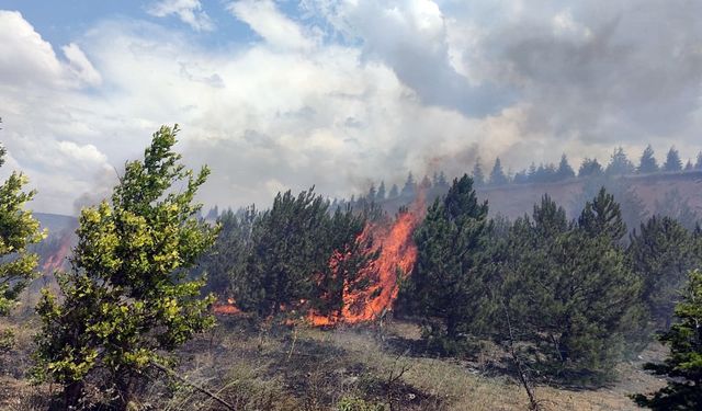 Eskişehir'de Ağaçlandırma Sahasında Yangın