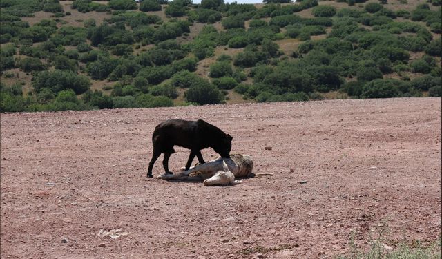 Başıboş köpekler 7 koyunu telef edip onlarcasını yaraladı