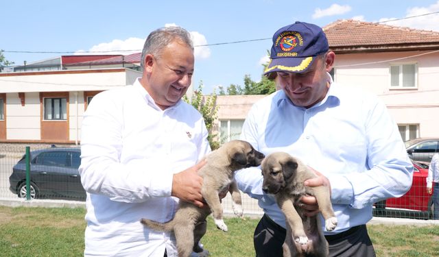 Eskişehir’de sokak hayvanı sorunu kalmayacak