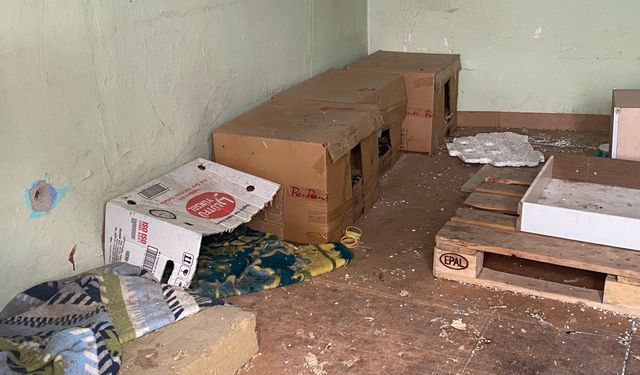 Metruk binadaki kedi evleri ilgi odağı oldu