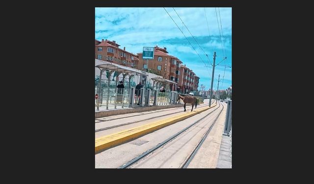 Tramvay rayları üzerindeki başı boş at
