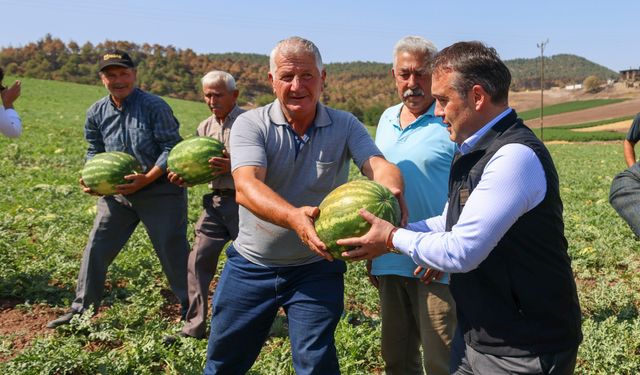 Tescilli Osmaneli karpuzunda hasat zamanı