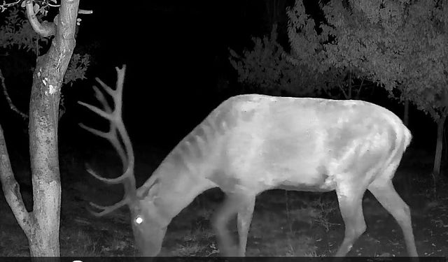 Bahçesine sürekli geyik giren vatandaş çaresiz
