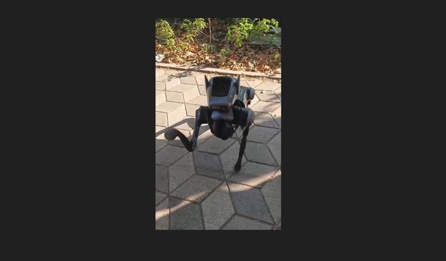 Kent merkezindeki robot köpek