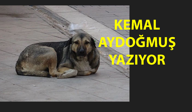 Sokak Köpekleri Ve Irkçılık...