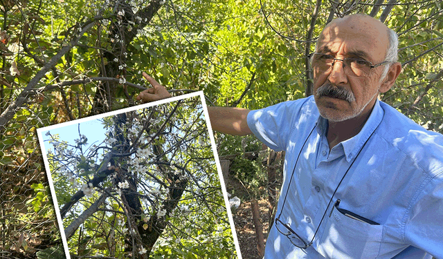 Eskişehir'de görenleri şaşırtan manzara! İlkbaharmış gibi çiçek açtı