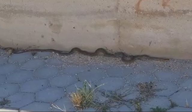 Eskişehir'de Okulları Yılanlar Bastı