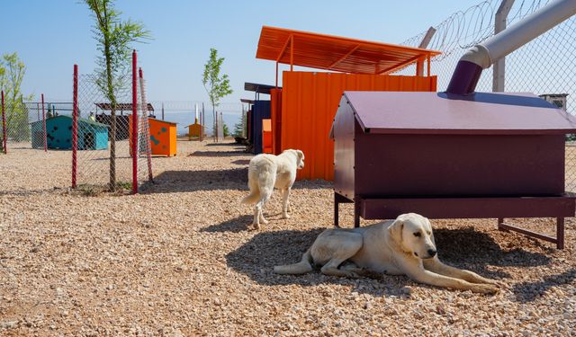 Büyükşehirden Can Dostlar İçin Anlamlı Çağrı