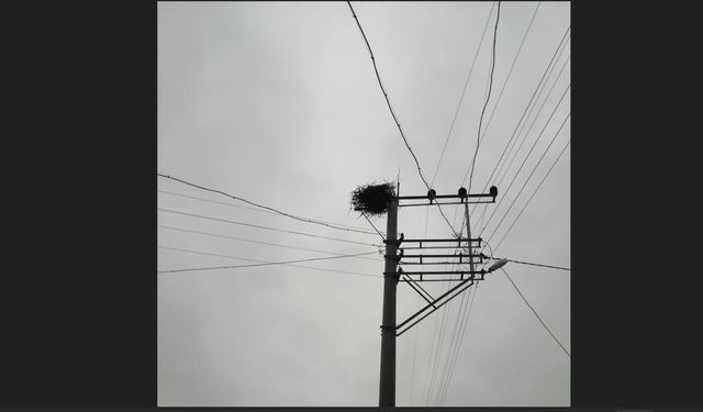 OEDAŞ Kuşların Göç Yollarını Güvenli Hale Getiriyor