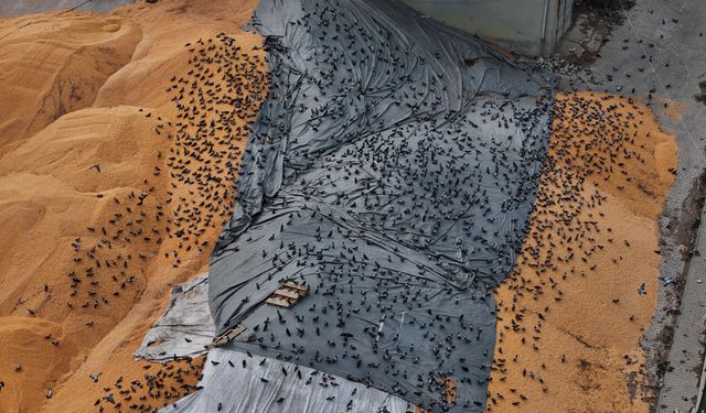 Güvercinler için Açık Büfe!