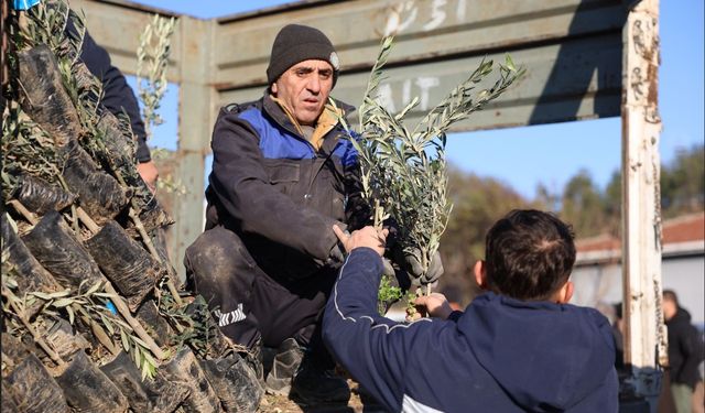 Büyükşehir Belediyesinden Üreticilere Zeytin Fidanı Desteği