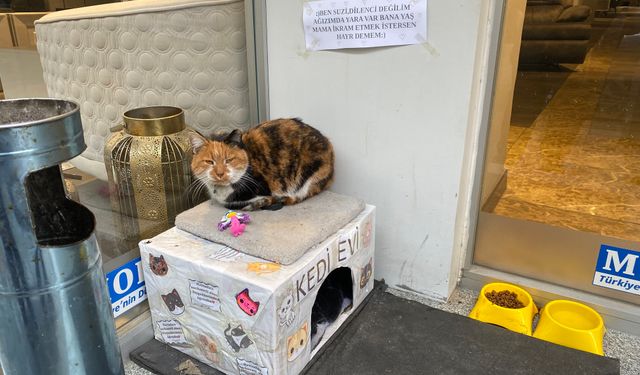 Dükkan önündeki kedi için asılan ilginç not: "Dilenci değilim"