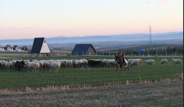 Küçük kız eşeğinin üzerinde koyunlarını güdüyor