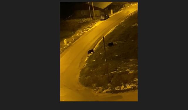 Aç kalan domuzlar şehre indi