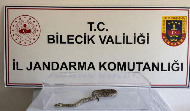 Bilecik'te nesli tükenmekte olan piton yılanı yakalandı
