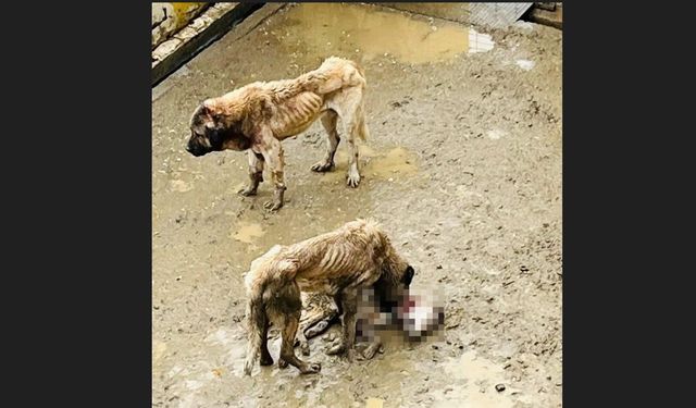 Bozüyük'teki barınakta aç kalan köpekler birbirini yedi
